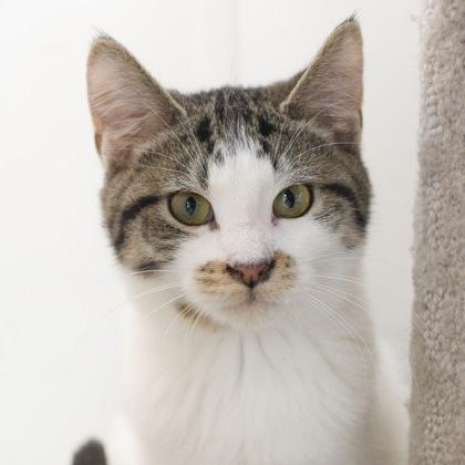 Shasta, Adoptable, Kitten Female Domestic Short Hair & Domestic Short Hair.