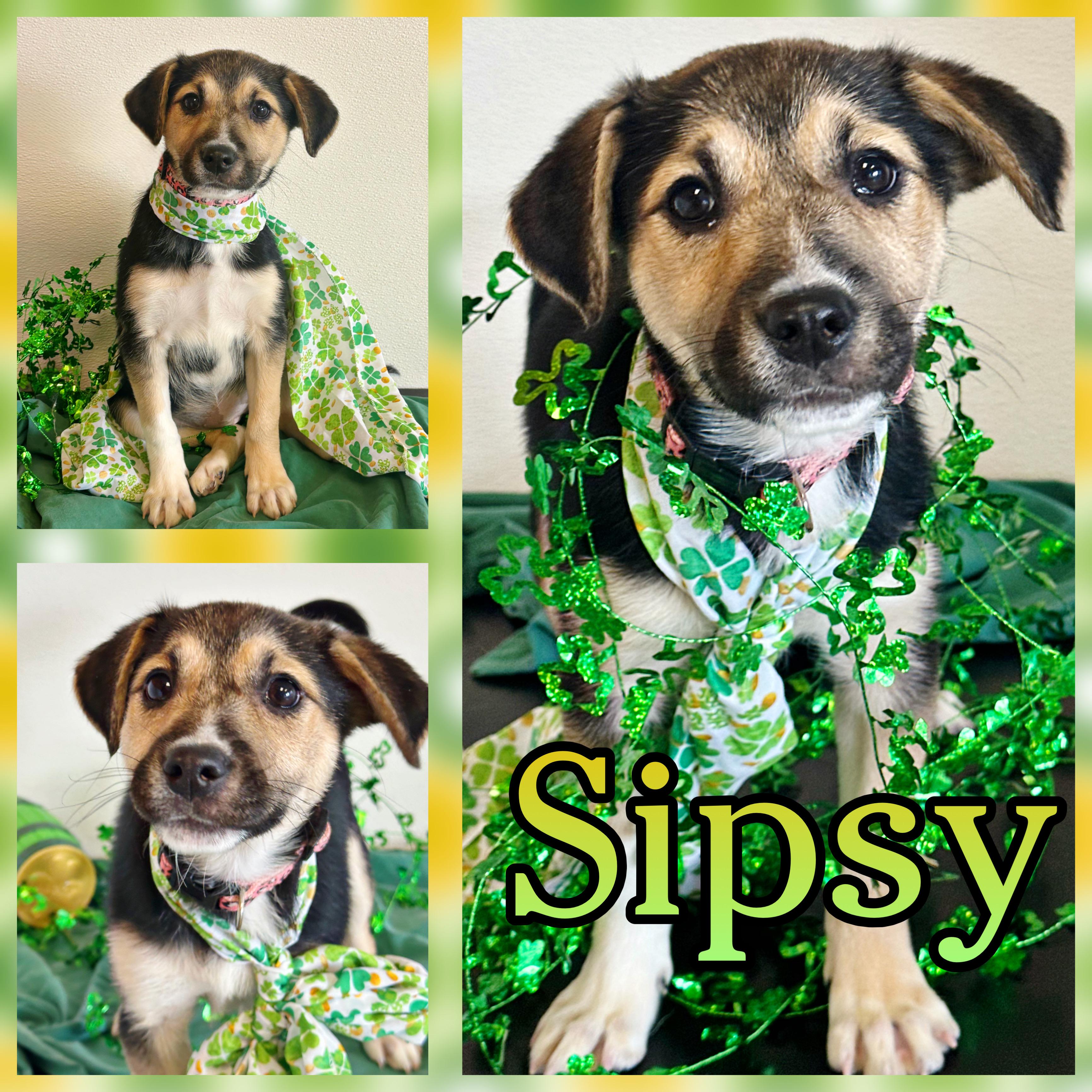 Sipsy, ADOPTABLE, Puppy Female Cattle Dog.