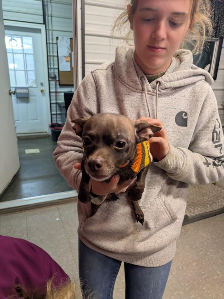 Enlarge Zena, a Adopted Chihuahua in Covington, VA image 1/1