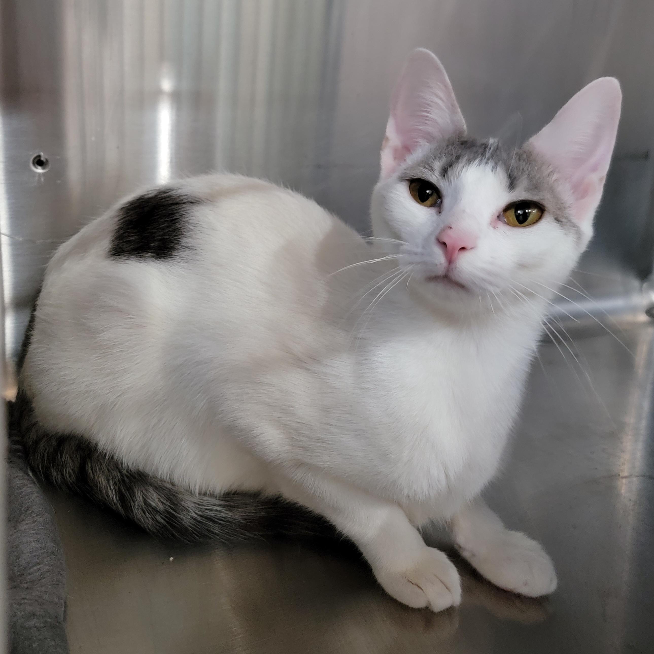 Enlarge Chloe, a ADOPTABLE Domestic Short Hair in Hornell, NY image 1/1