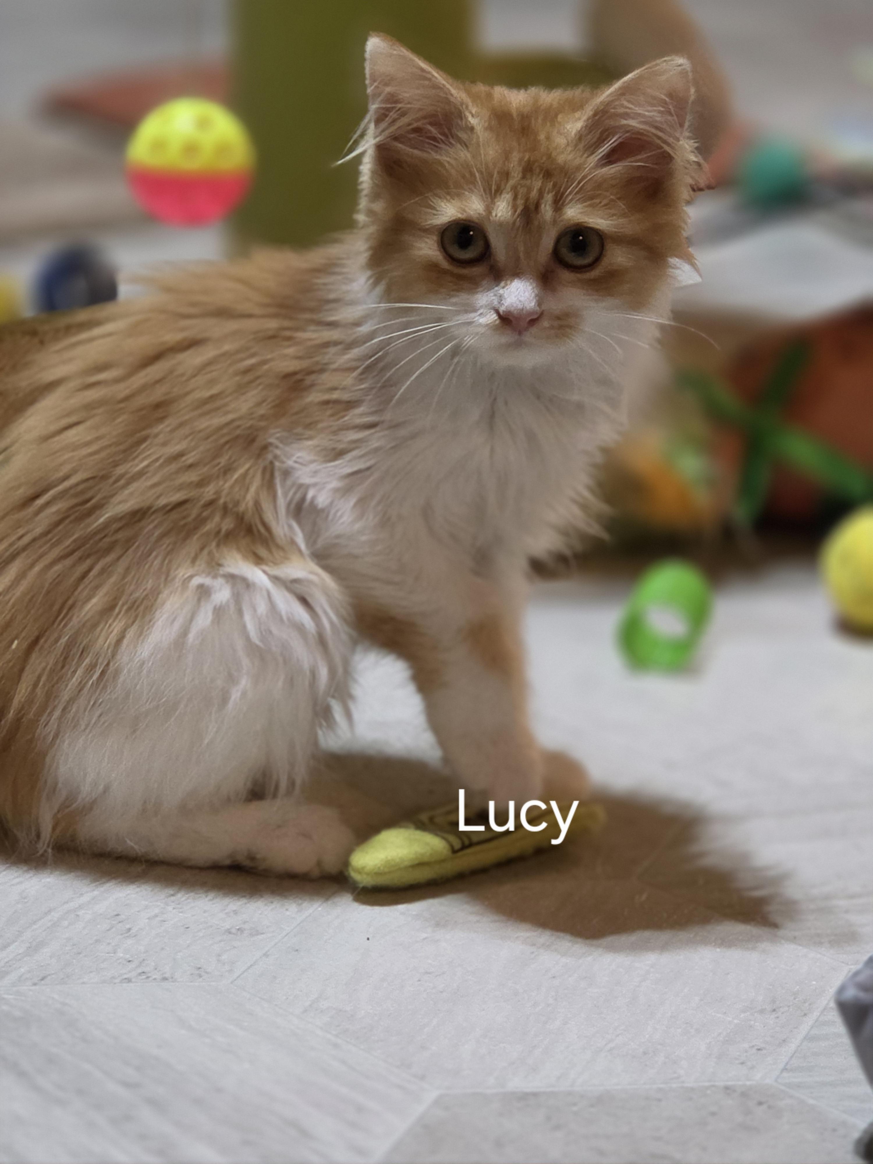 Lucy, Adopted, Kitten Female Maine Coon.