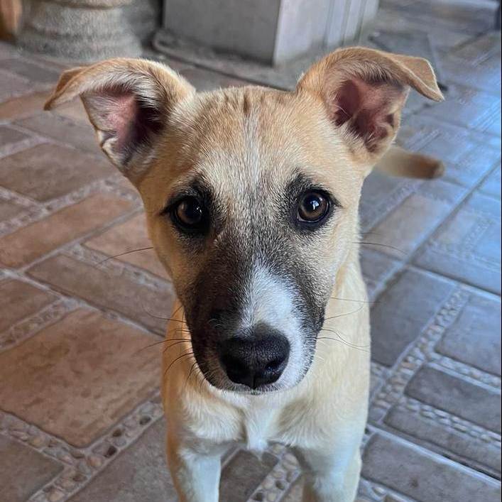 Enlarge Lara, a Adoptable Terrier in Nogales, SON image 1/5