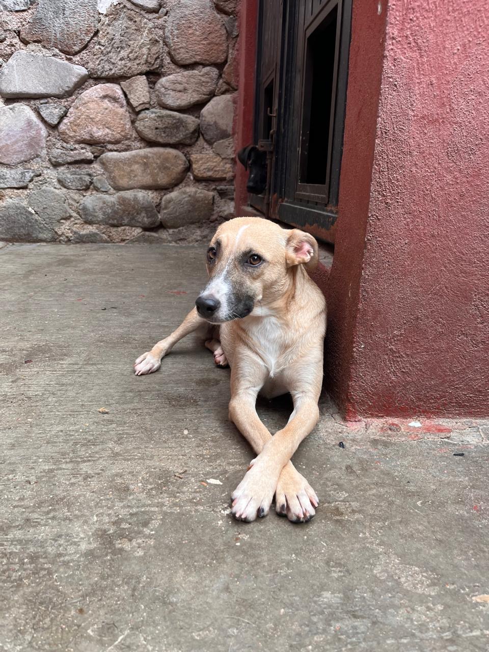 Enlarge Lara, a Adoptable Terrier in Nogales, SON image 2/5