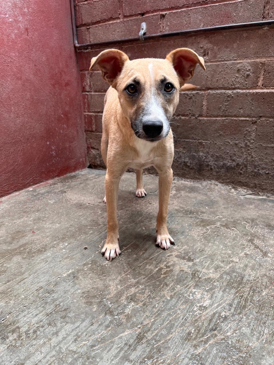 Enlarge Lara, a Adoptable Terrier in Nogales, SON image 3/5