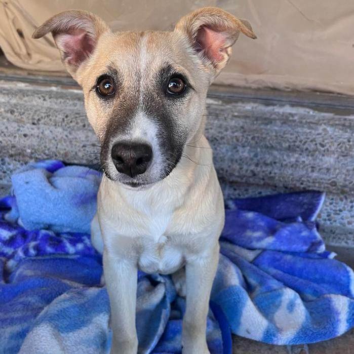 Enlarge Lara, a Adoptable Terrier in Nogales, SON image 4/5