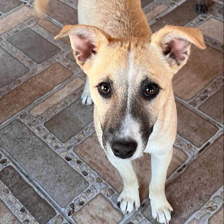 Enlarge Lara, a Adoptable Terrier in Nogales, SON image 5/5