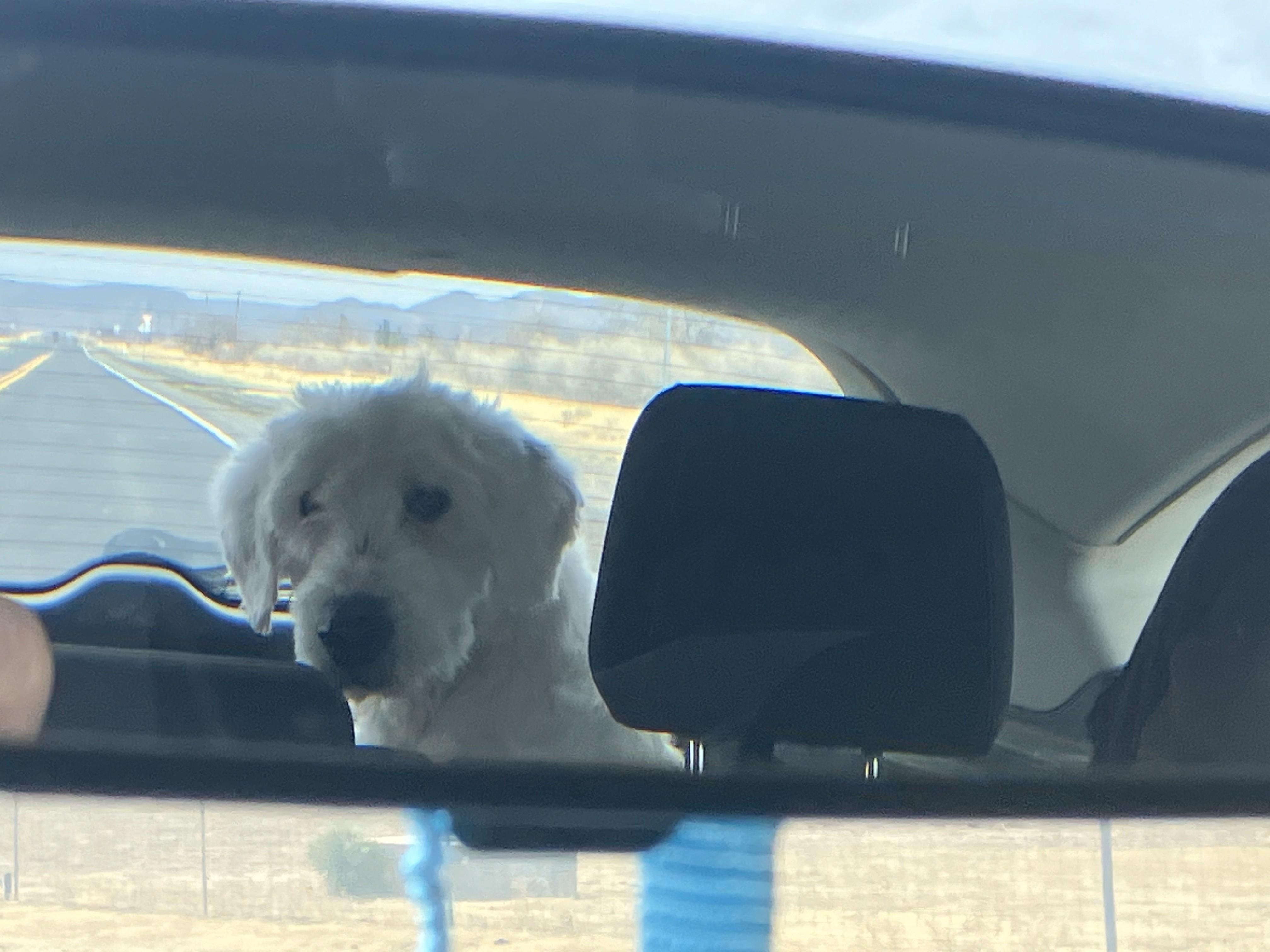 Bates, Adoptable, Senior Male Old English Sheepdog.