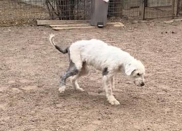 Bates, a Adoptable Old English Sheepdog in Argyle, TX image 2/3