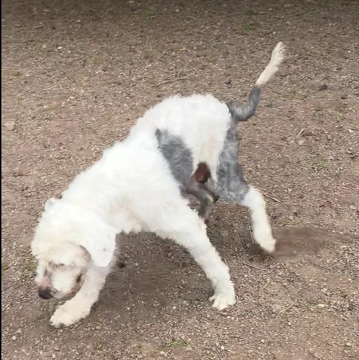 Bates, a Adoptable Old English Sheepdog in Argyle, TX image 3/3