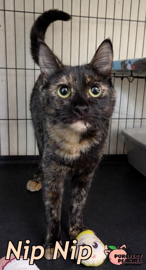 Enlarge Nip Nip, a Adoptable mixed breed in Douglasville, GA image 2/2