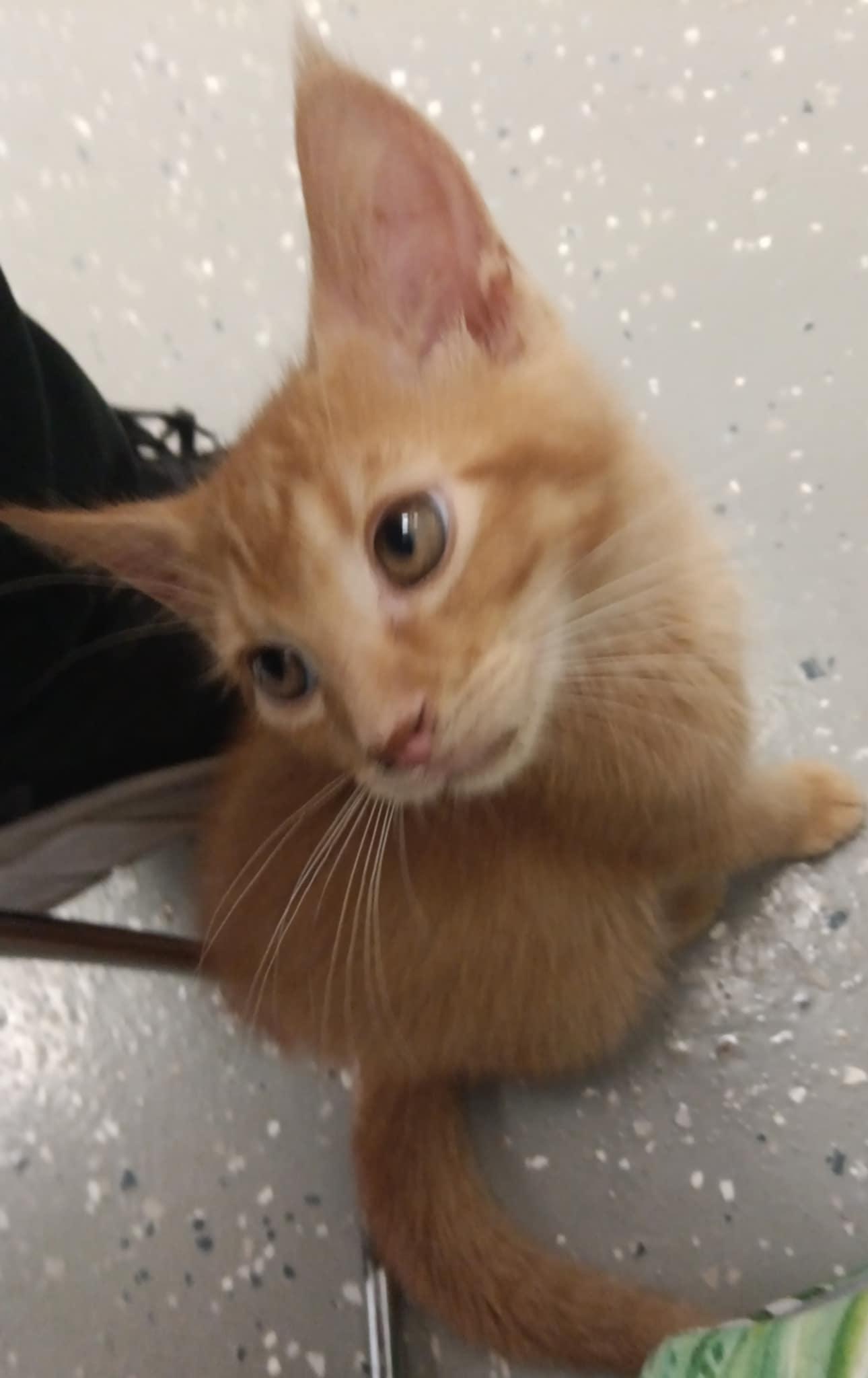 Lamp, Baby Female Domestic Short Hair