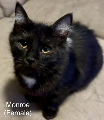 Monroe — thumbnail 2