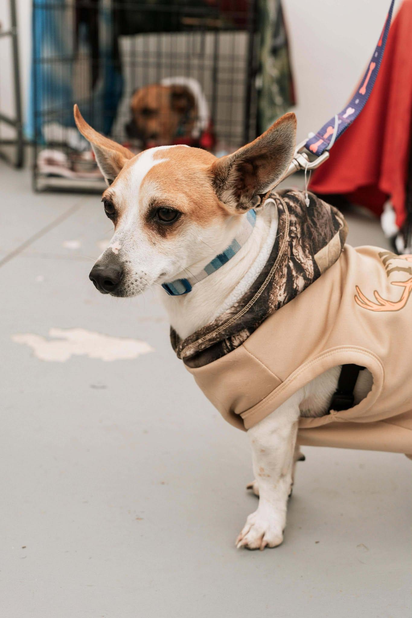 Herbie, Adoptable, Adult Male Chihuahua & Jack Russell Terrier.