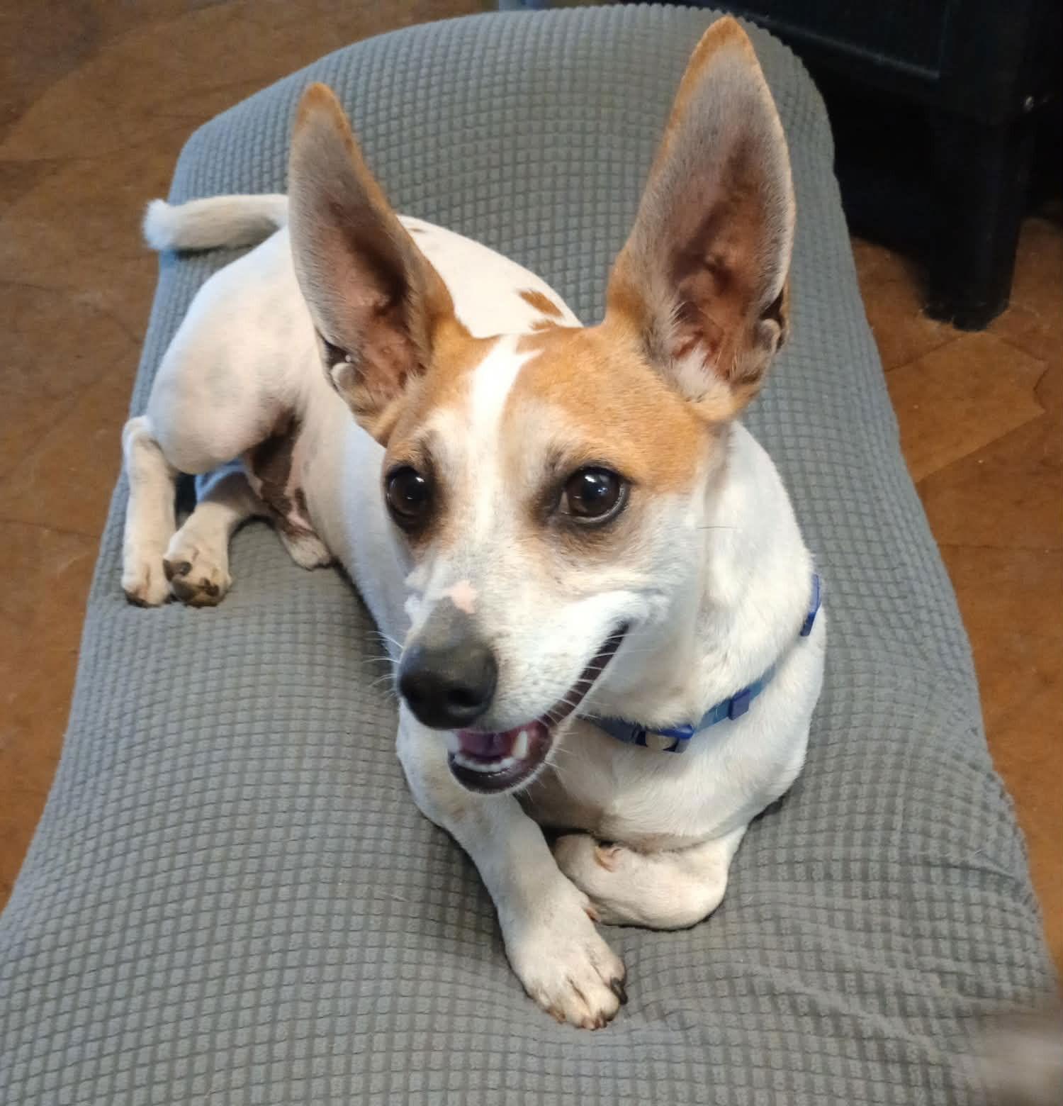 Enlarge Herbie, a Adoptable mixed breed in Visalia, CA image 1/3