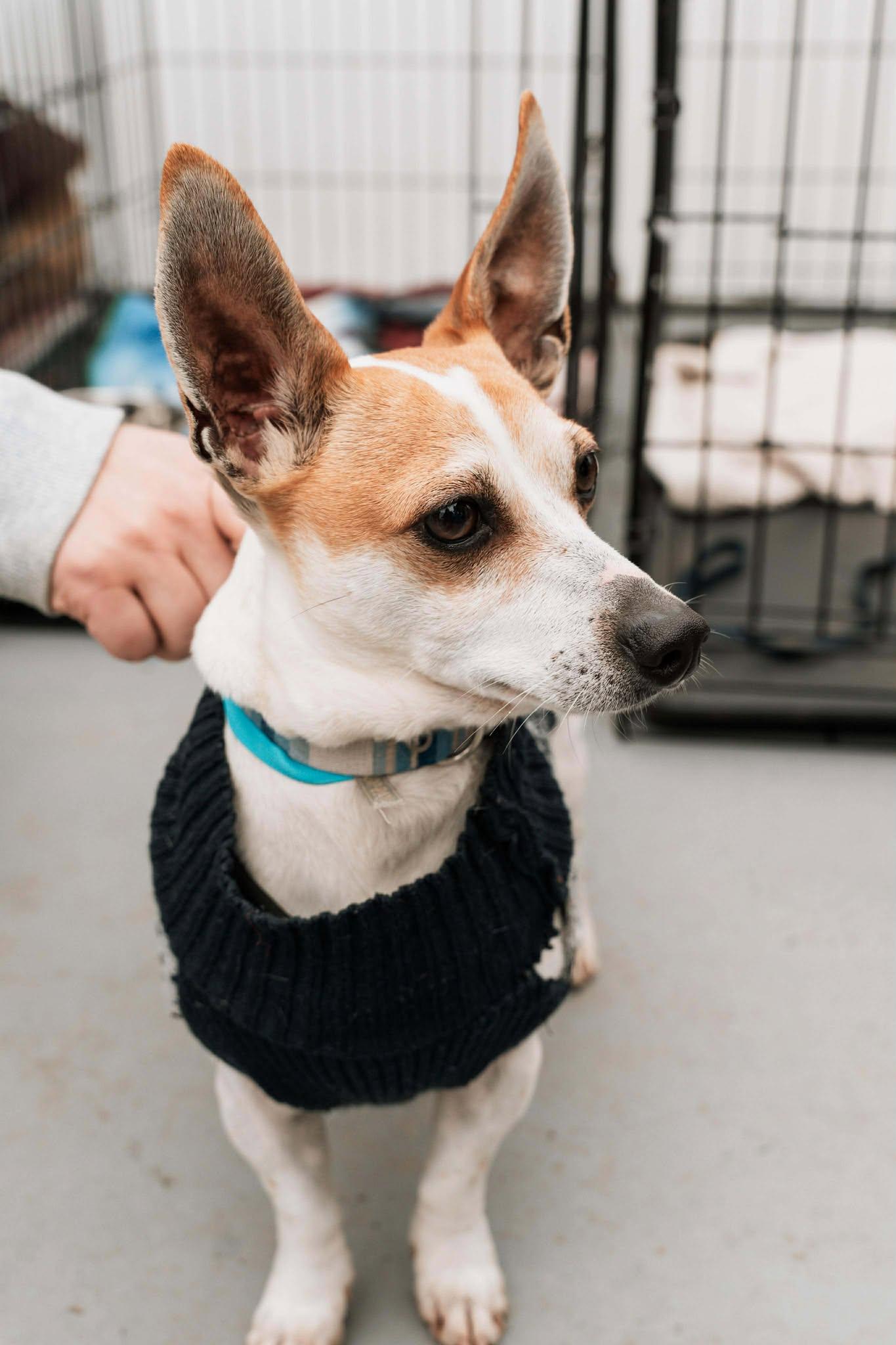 Herbie, Adoptable, Adult Male Chihuahua & Jack Russell Terrier.