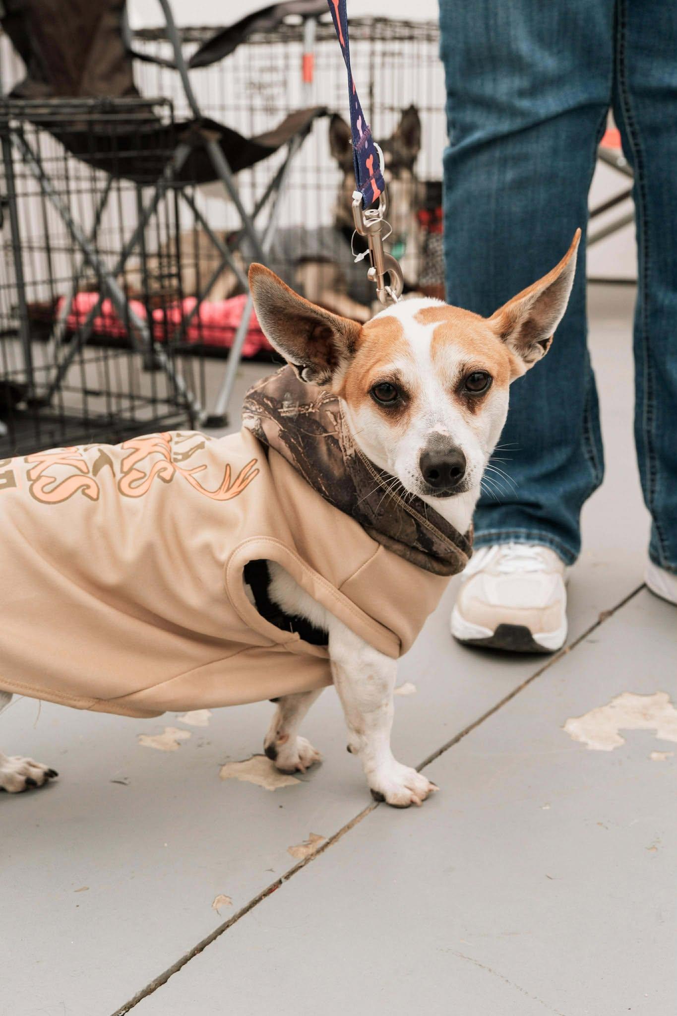 Herbie, a Adoptable mixed breed in Visalia, CA image 2/3