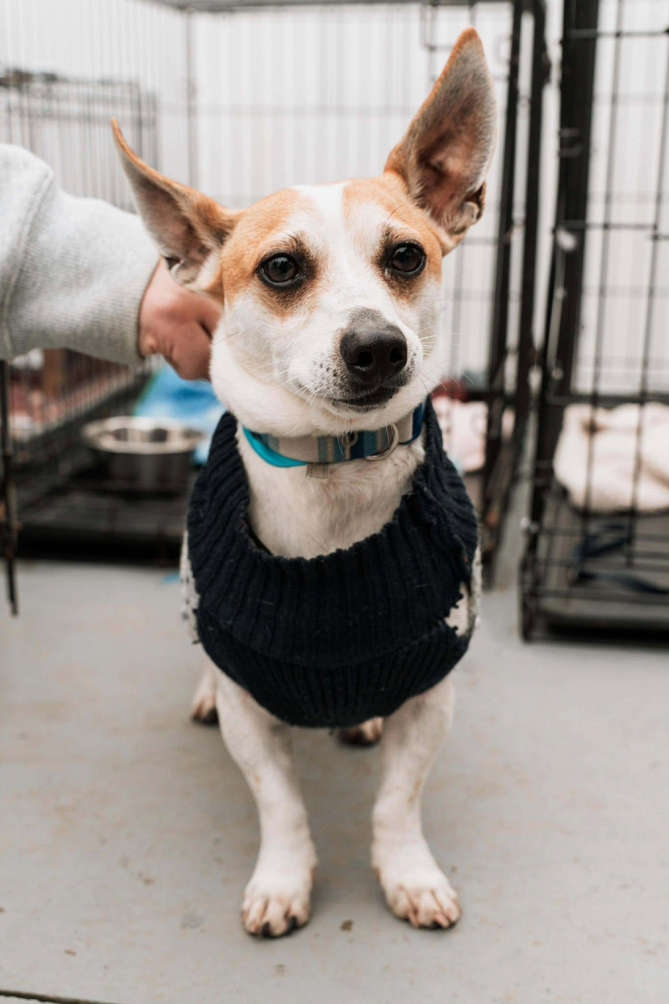 Enlarge Herbie, a Adoptable mixed breed in Visalia, CA image 3/3