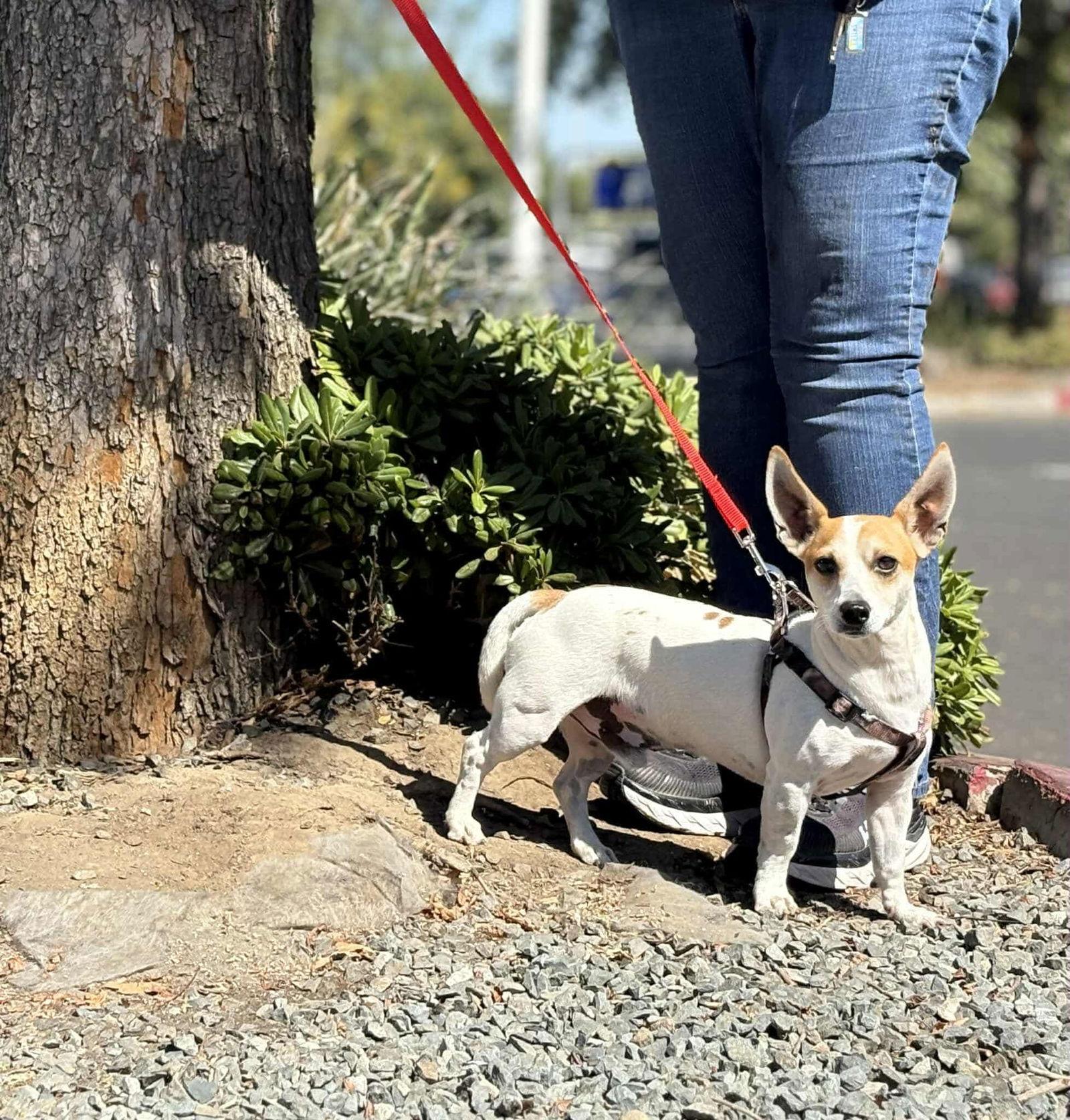 Herbie, a Adoptable mixed breed in Visalia, CA image 3/3