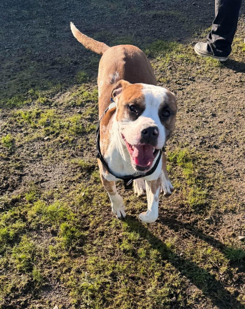 Enlarge Bart, a Adoptable Boxer in St. Helens, OR image 1/1