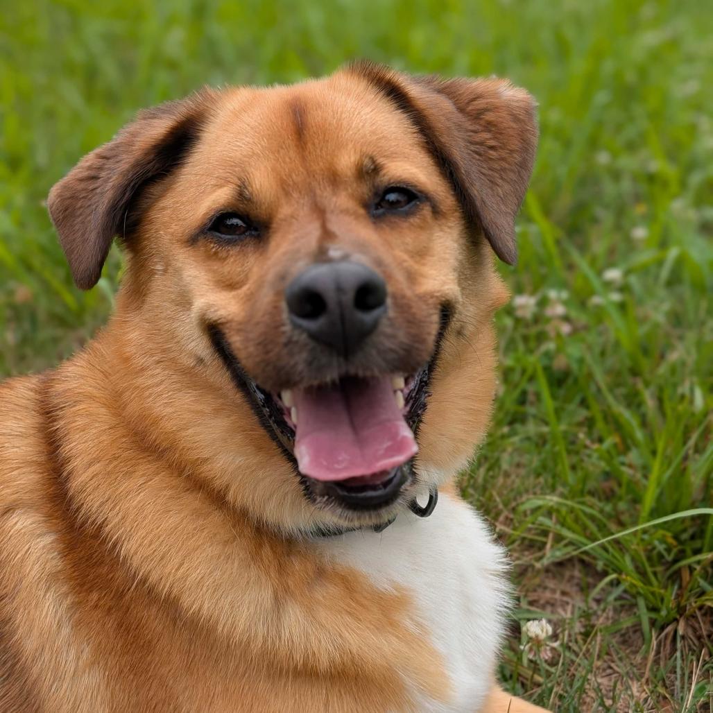 Enlarge Fred, a Adoptable mixed breed in Fairfax, VA image 1/6