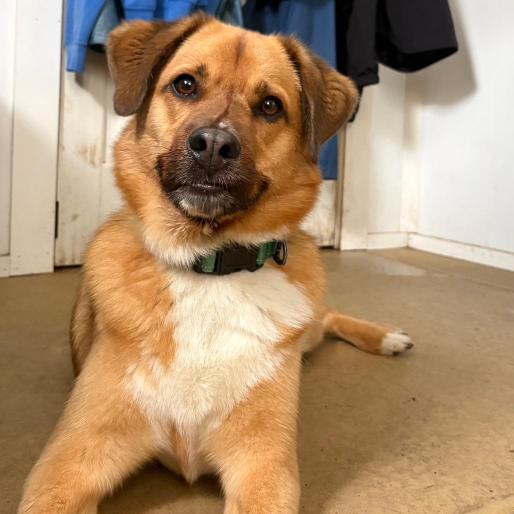 Enlarge Fred, a Adoptable mixed breed in Fairfax, VA image 2/6