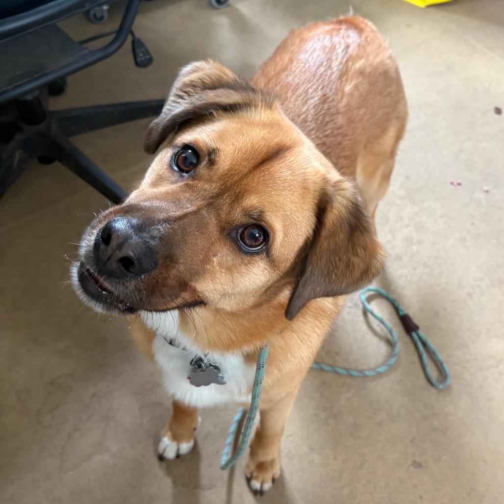 Enlarge Fred, a Adoptable mixed breed in Fairfax, VA image 3/6