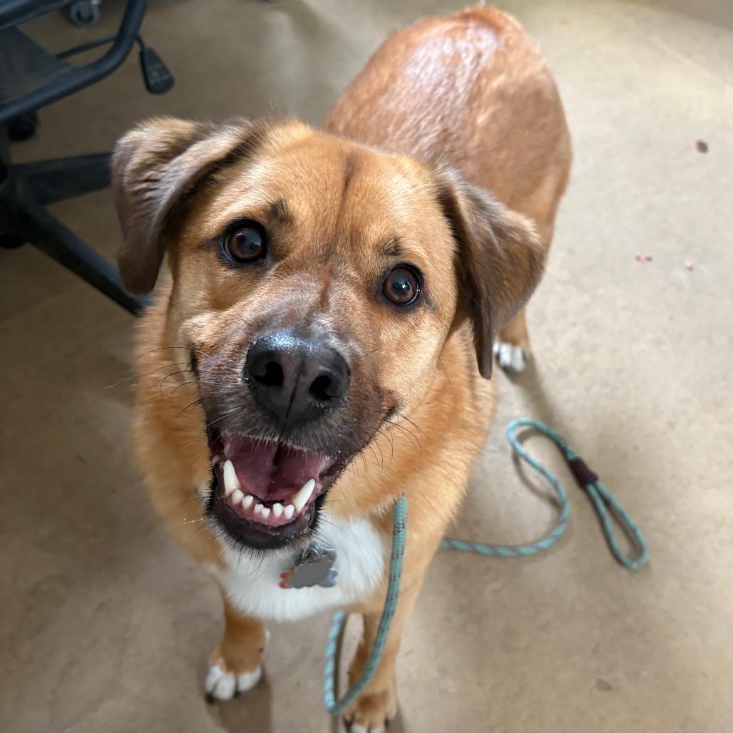 Enlarge Fred, a Adoptable mixed breed in Fairfax, VA image 4/6