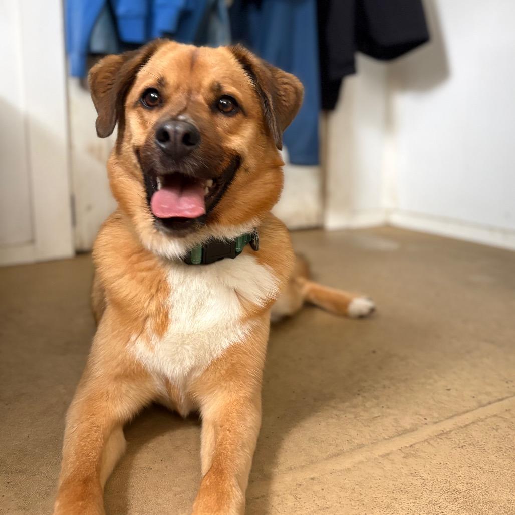 Enlarge Fred, a Adoptable mixed breed in Fairfax, VA image 5/6