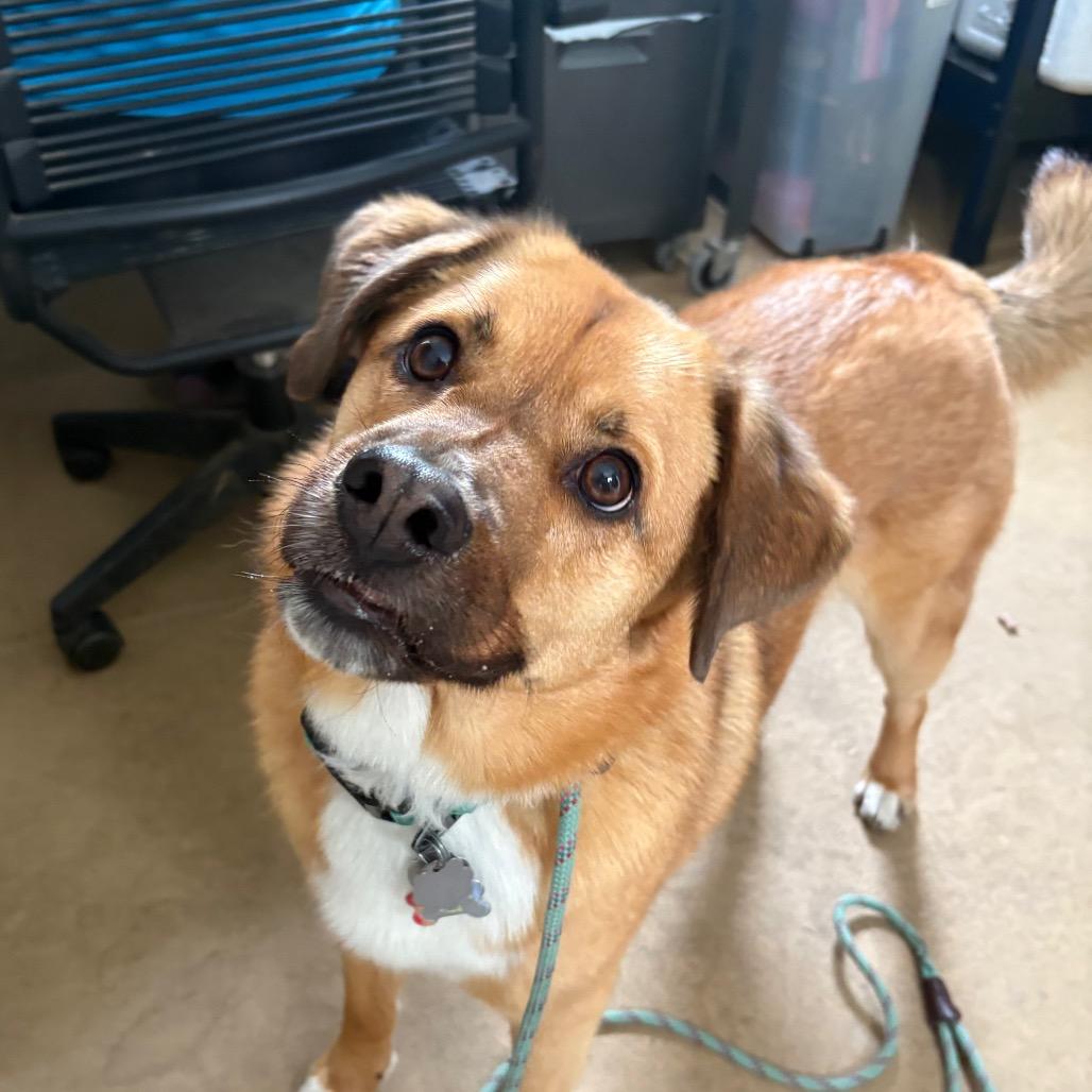 Enlarge Fred, a Adoptable mixed breed in Fairfax, VA image 6/6