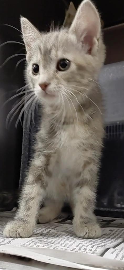 Mercy, Adoptable, Kitten Female Domestic Short Hair.