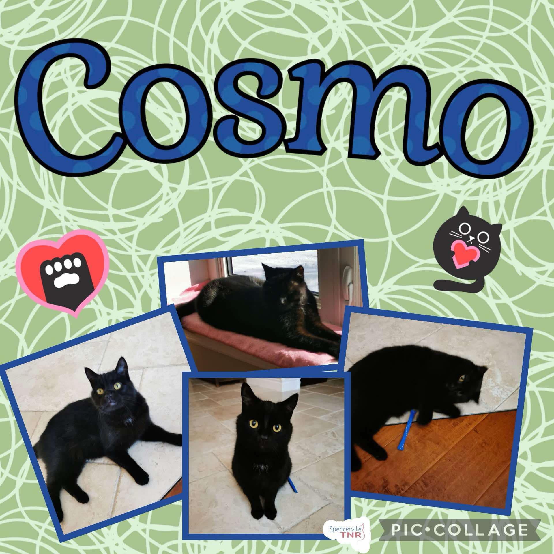 Cosmo, an adoptable Domestic Short Hair in Spencerville, ON, K0E 1X0 | Photo Image 2