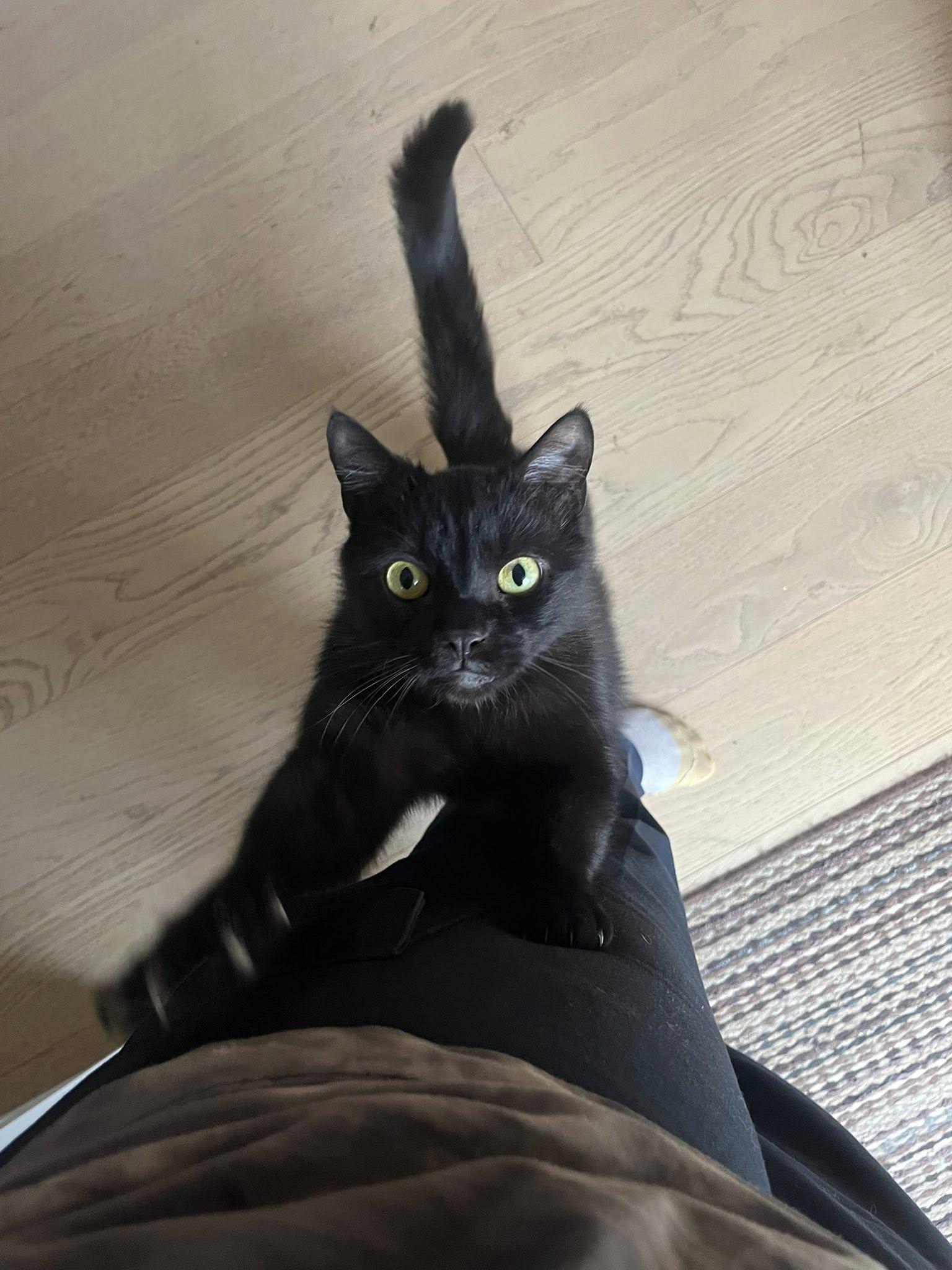 Cosmo, an adoptable Domestic Short Hair in Spencerville, ON, K0E 1X0 | Photo Image 3