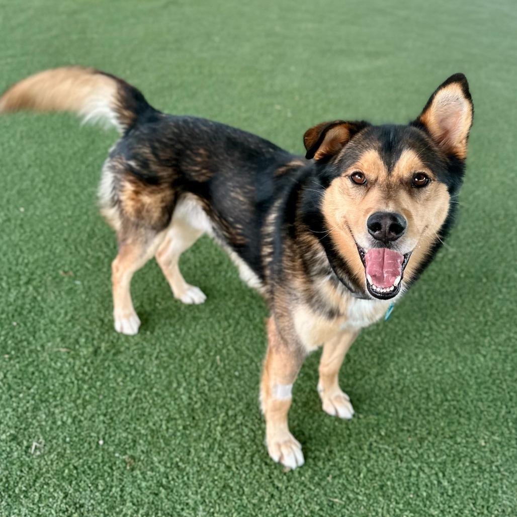 Rafael, Adoptable, Adult Male German Shepherd Dog & Mixed Breed.