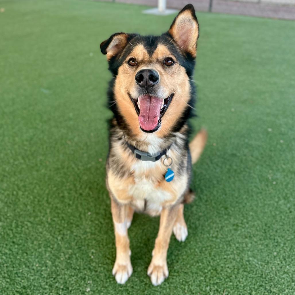 Enlarge Rafael, a Adoptable mixed breed in Riverside, CA image 2/6