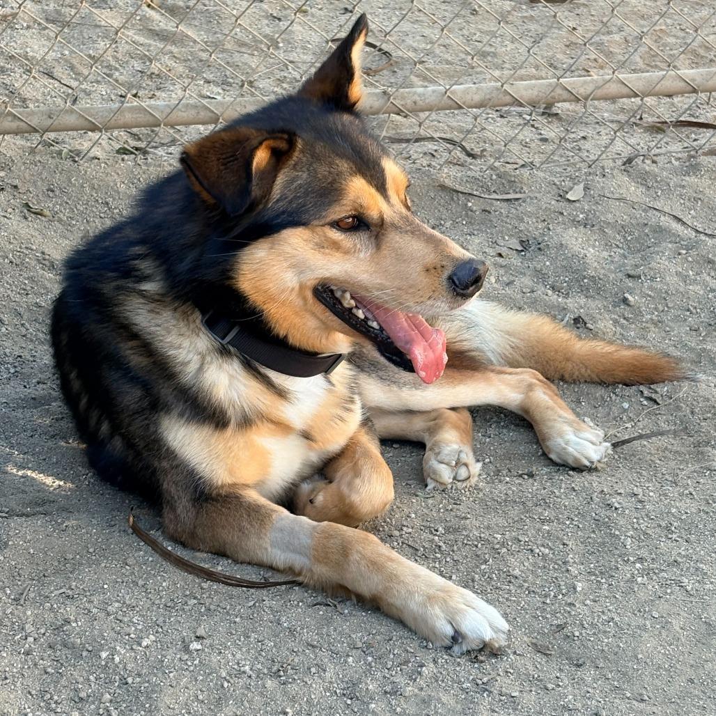 Enlarge Rafael, a Adoptable mixed breed in Riverside, CA image 3/6