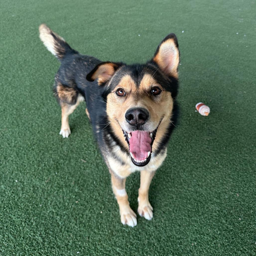 Enlarge Rafael, a Adoptable mixed breed in Riverside, CA image 4/6