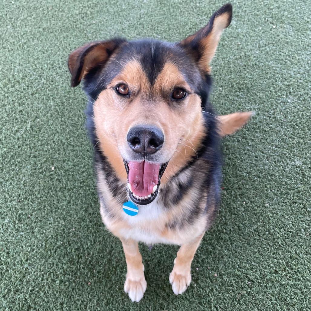 Enlarge Rafael, a Adoptable mixed breed in Riverside, CA image 4/6