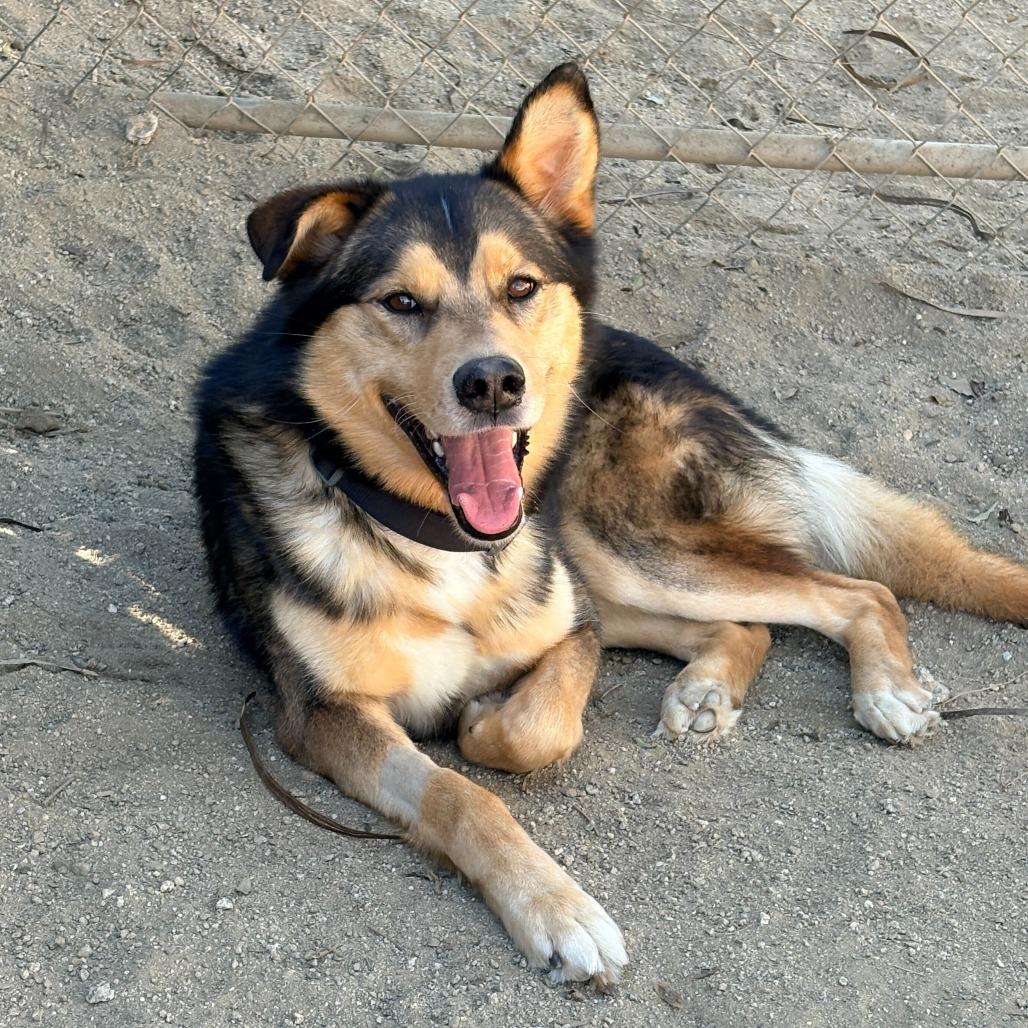 Enlarge Rafael, a Adoptable mixed breed in Riverside, CA image 5/6