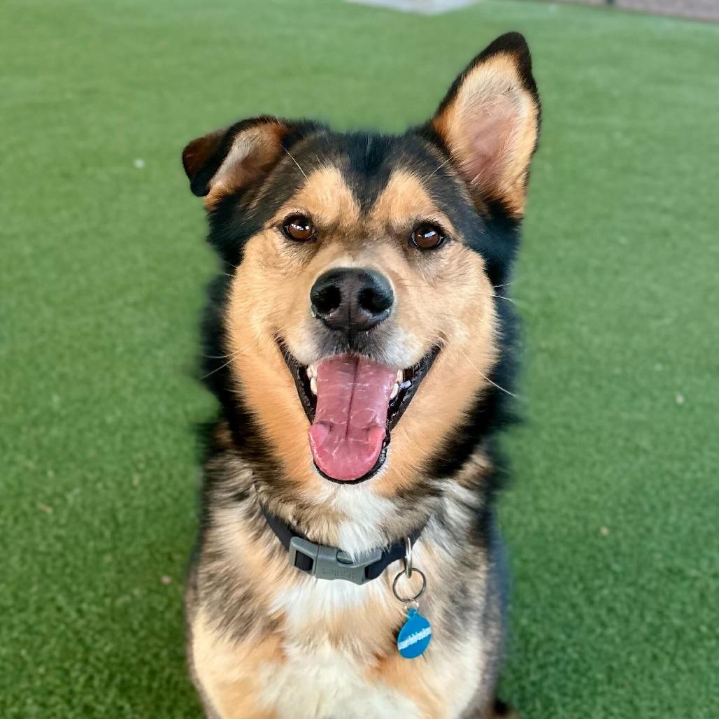 Enlarge Rafael, a Adoptable mixed breed in Riverside, CA image 6/6