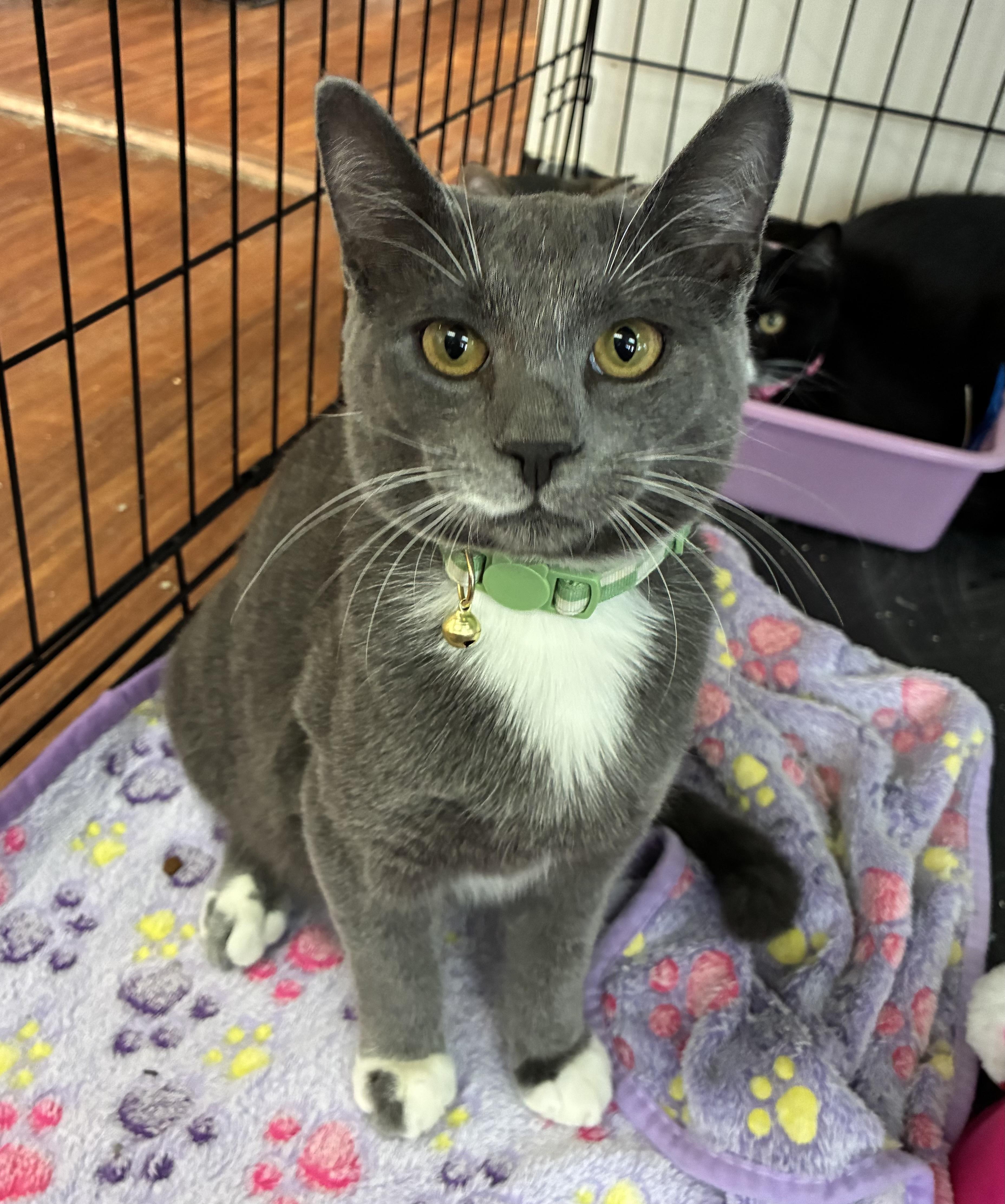 Kokomo, Adopted, Kitten Female Domestic Short Hair.