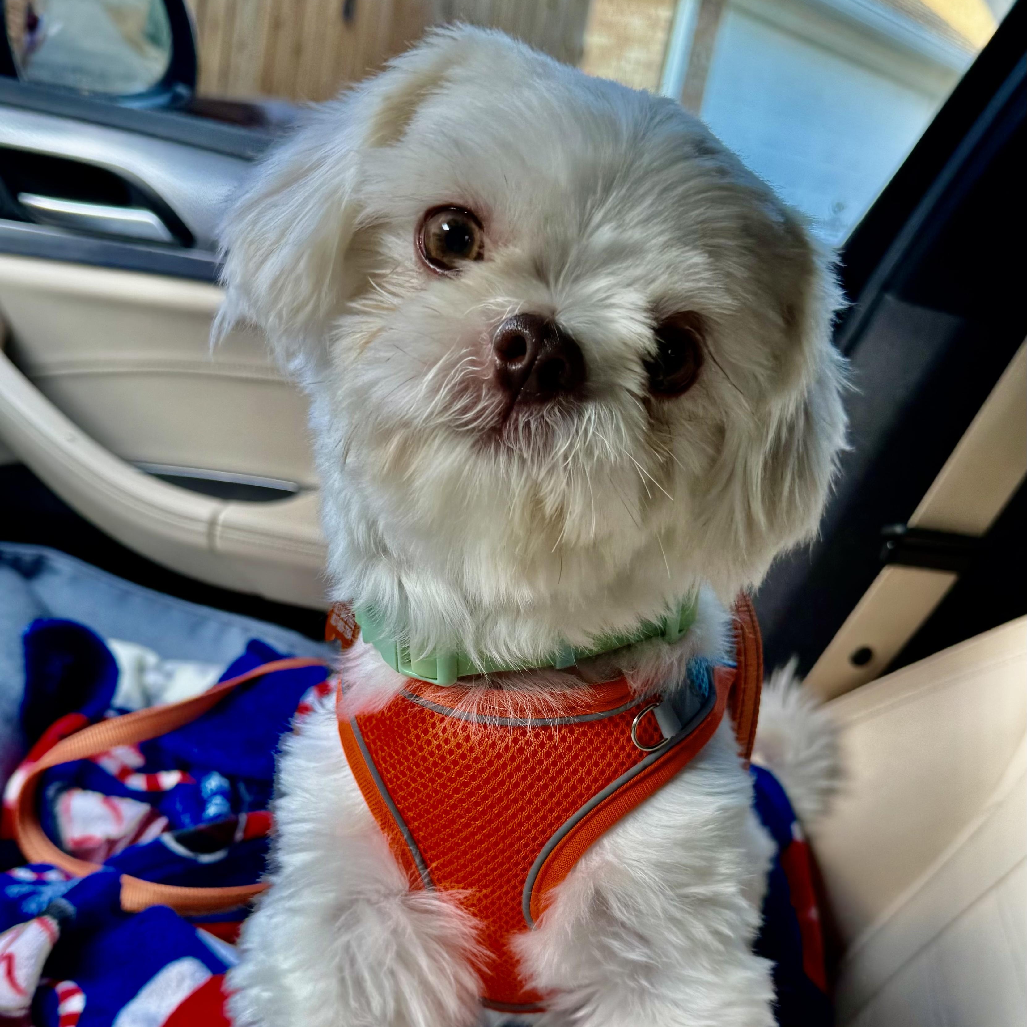 Benton Turner, Adopted, Young Male Shih Tzu.