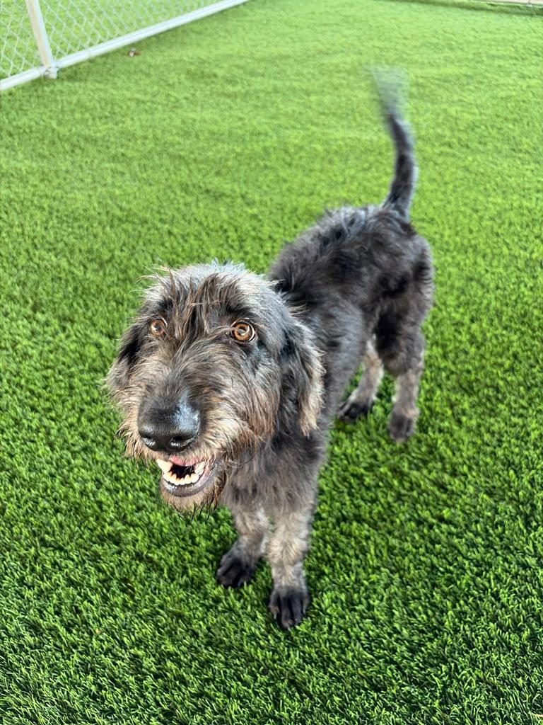 Enlarge Ruby, a Adoption Pending Mixed Breed in Morristown, NJ image 6/6