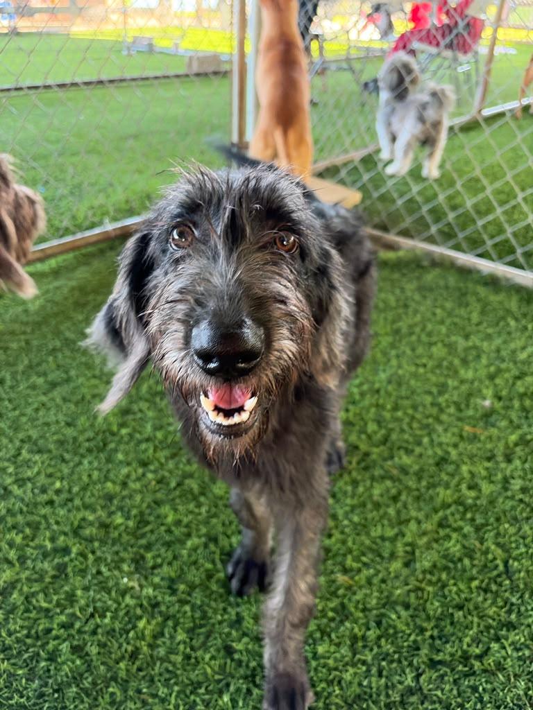 Enlarge Ruby, a Adoption Pending Mixed Breed in Morristown, NJ image 2/6