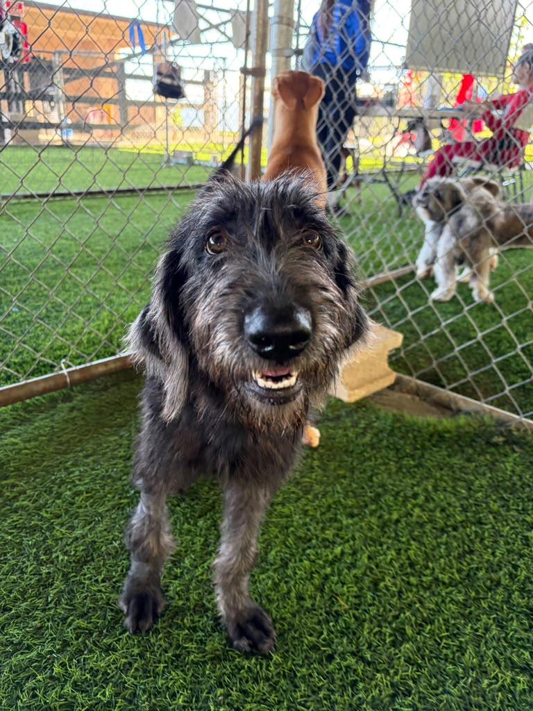 Enlarge Ruby, a Adoption Pending Mixed Breed in Morristown, NJ image 1/6