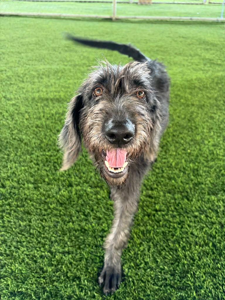 Enlarge Ruby, a Adoption Pending Mixed Breed in Morristown, NJ image 4/6