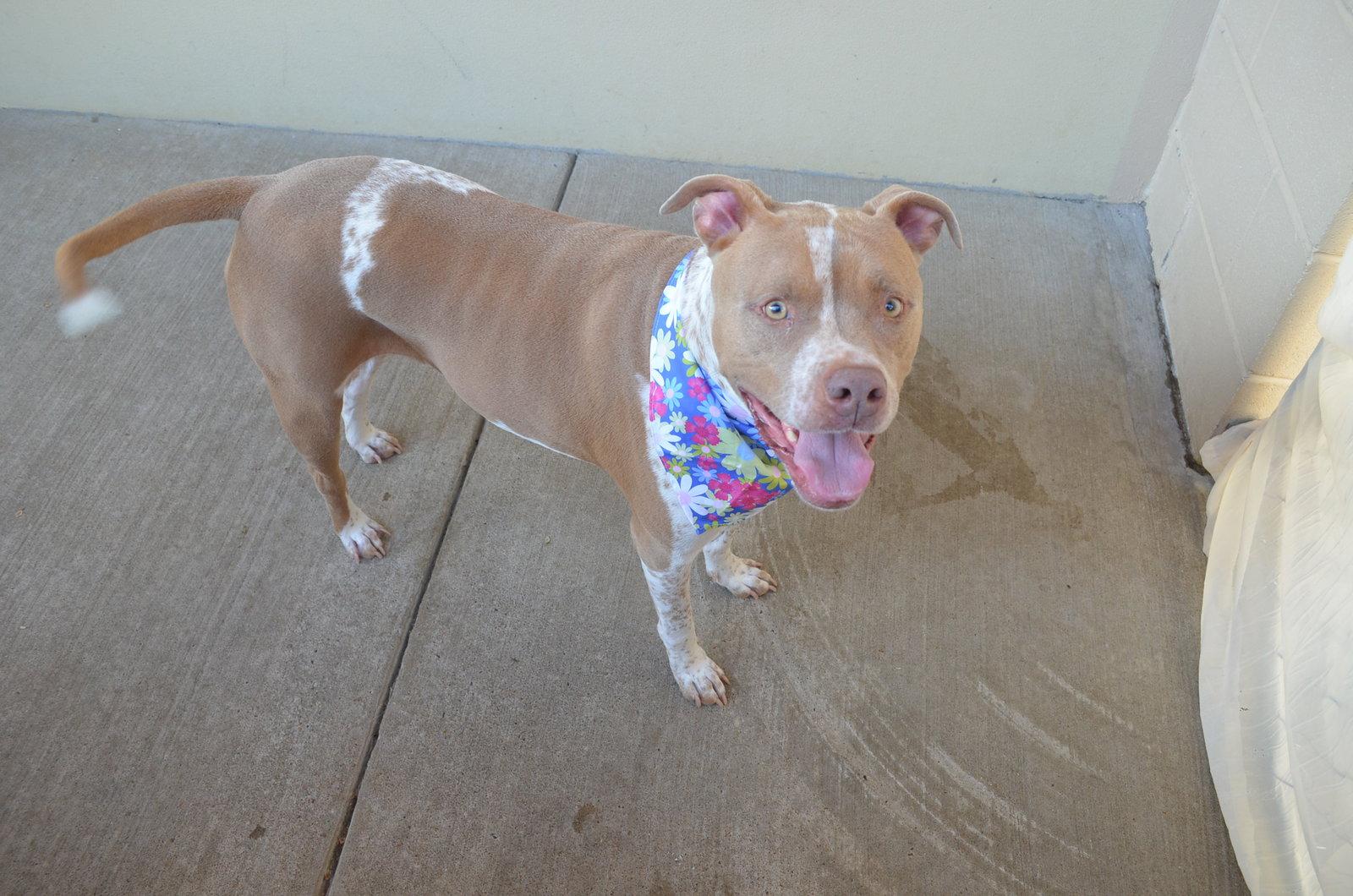Enlarge Lily, a Adoptable Pit Bull Terrier in McKinney, TX image 1/3