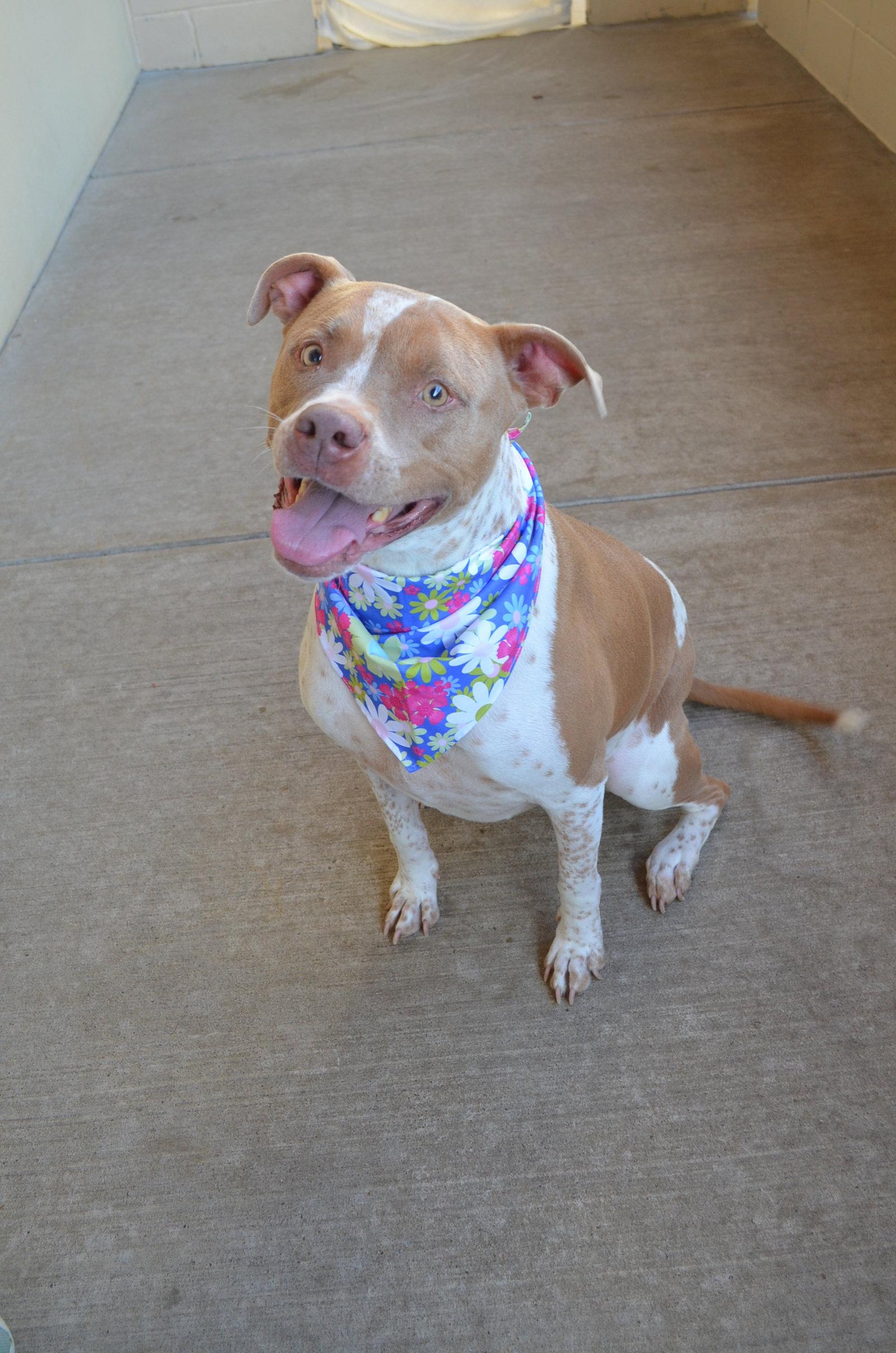 Enlarge Lily, a Adoptable Pit Bull Terrier in McKinney, TX image 2/3