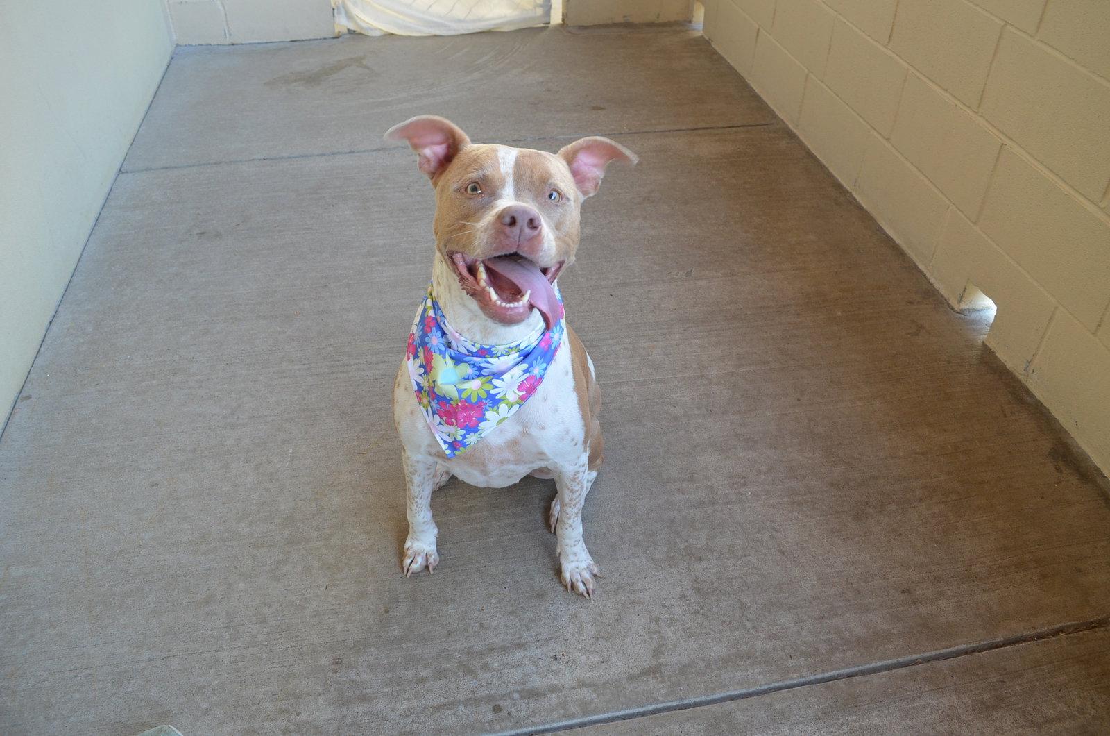 Enlarge Lily, a Adoptable Pit Bull Terrier in McKinney, TX image 3/3