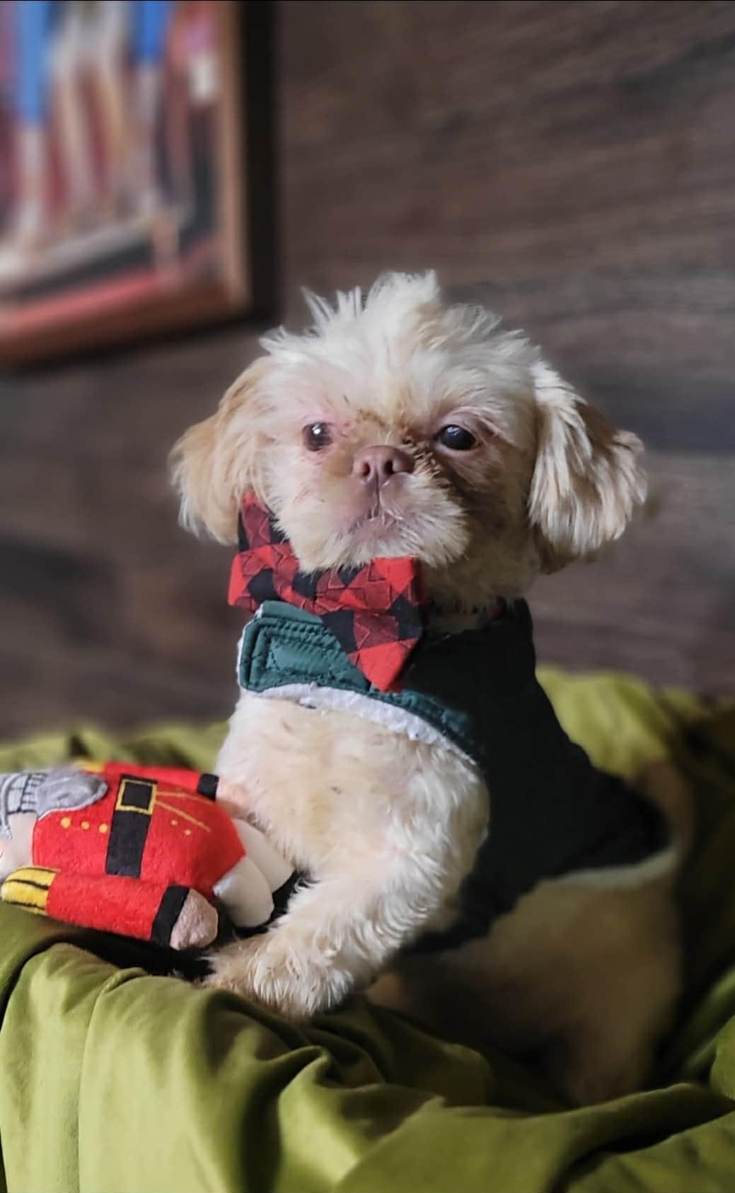 LATHE in RHODE ISLAND, adoptable, Puppy Male Shih Tzu.