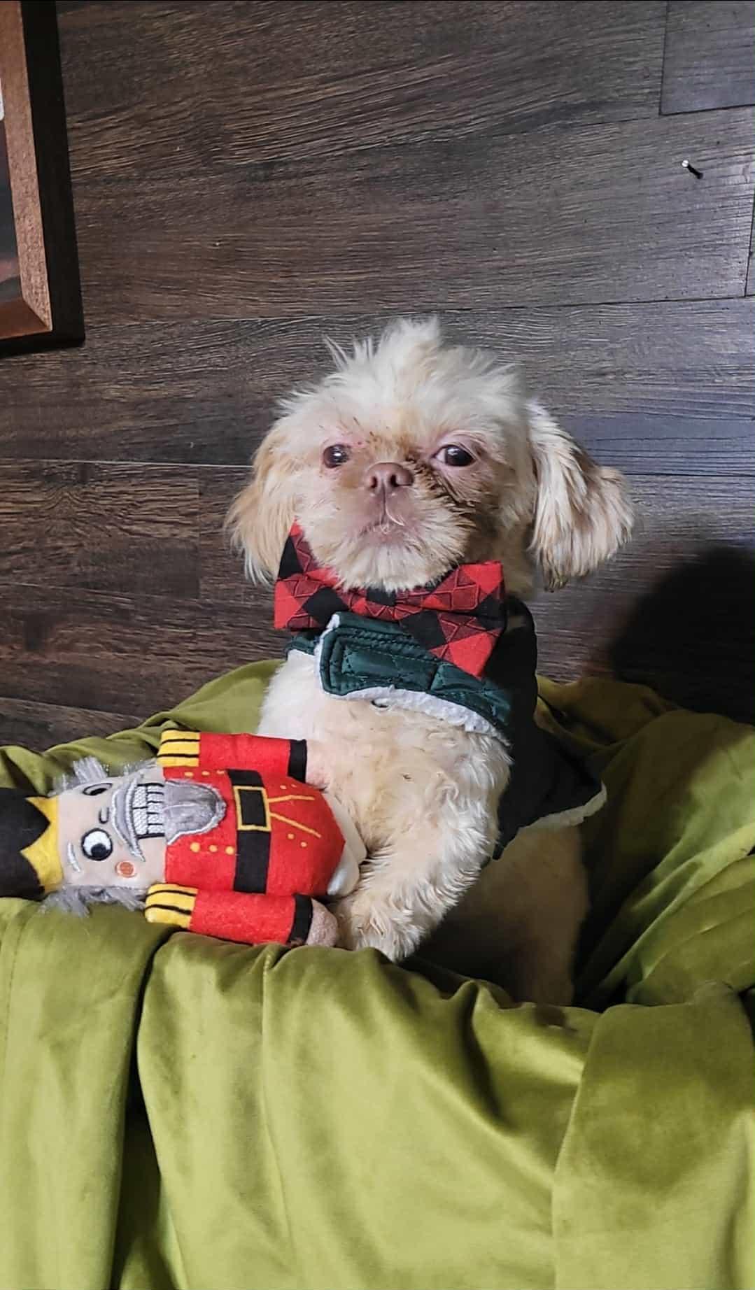 Enlarge LATHE in RHODE ISLAND, an adoptable Shih Tzu in West Warwick, RI image 3/4